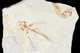 Cretaceous Fossil Flying Fish (Exocoetoides) Pos/Neg - Lebanon #173357-2